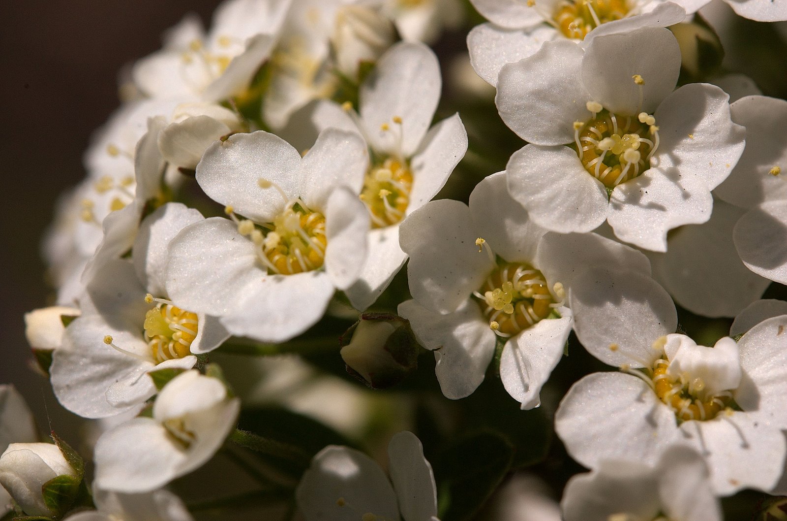 [DSC_8306_hegg.jpg]
