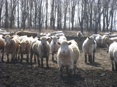 These charlet feeder cattle