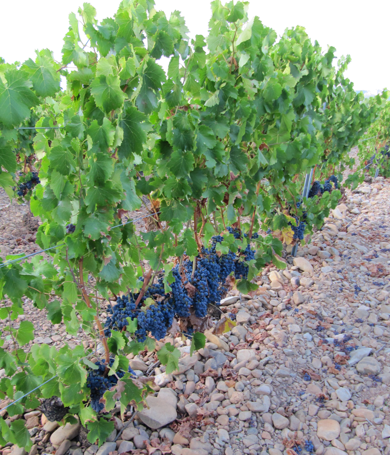 Urbina Vinos Blog Sustancias Nitrogenadas
