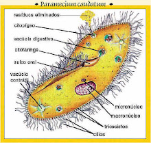 protozoário