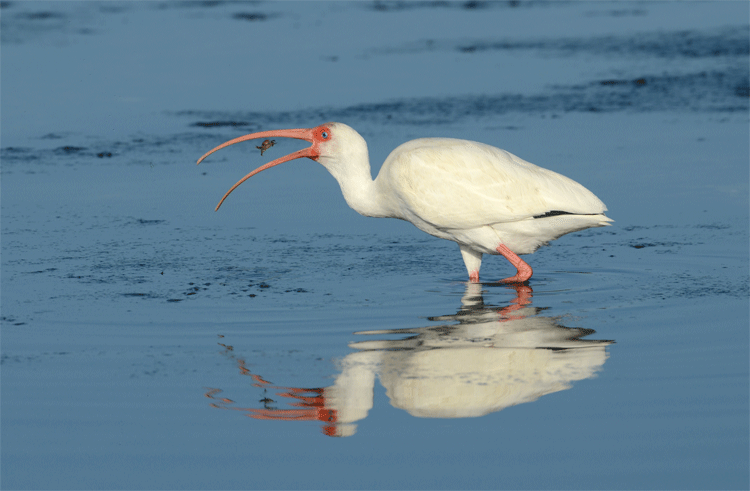 Ding Darling State Park Sanibel Island Ding Darling State Park Sanibel Island