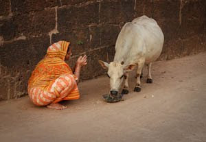 cowering lion