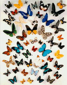 farfalle.jpg