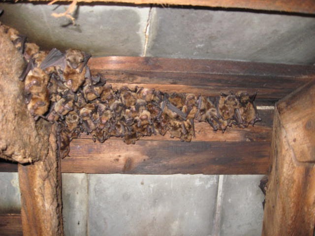 Austin, TX Wildlife Control and Removal: Austin Bat Control and Removal