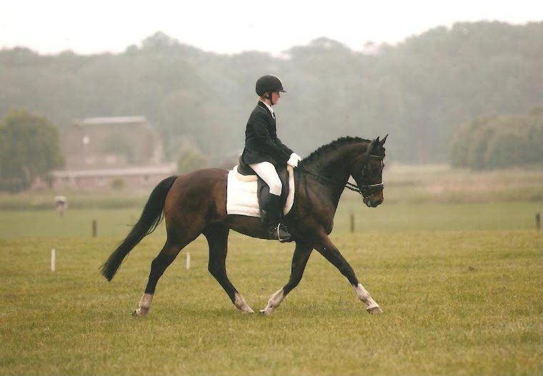 Ozzie L1 dressuur