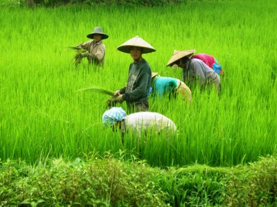 rice on bangladesh