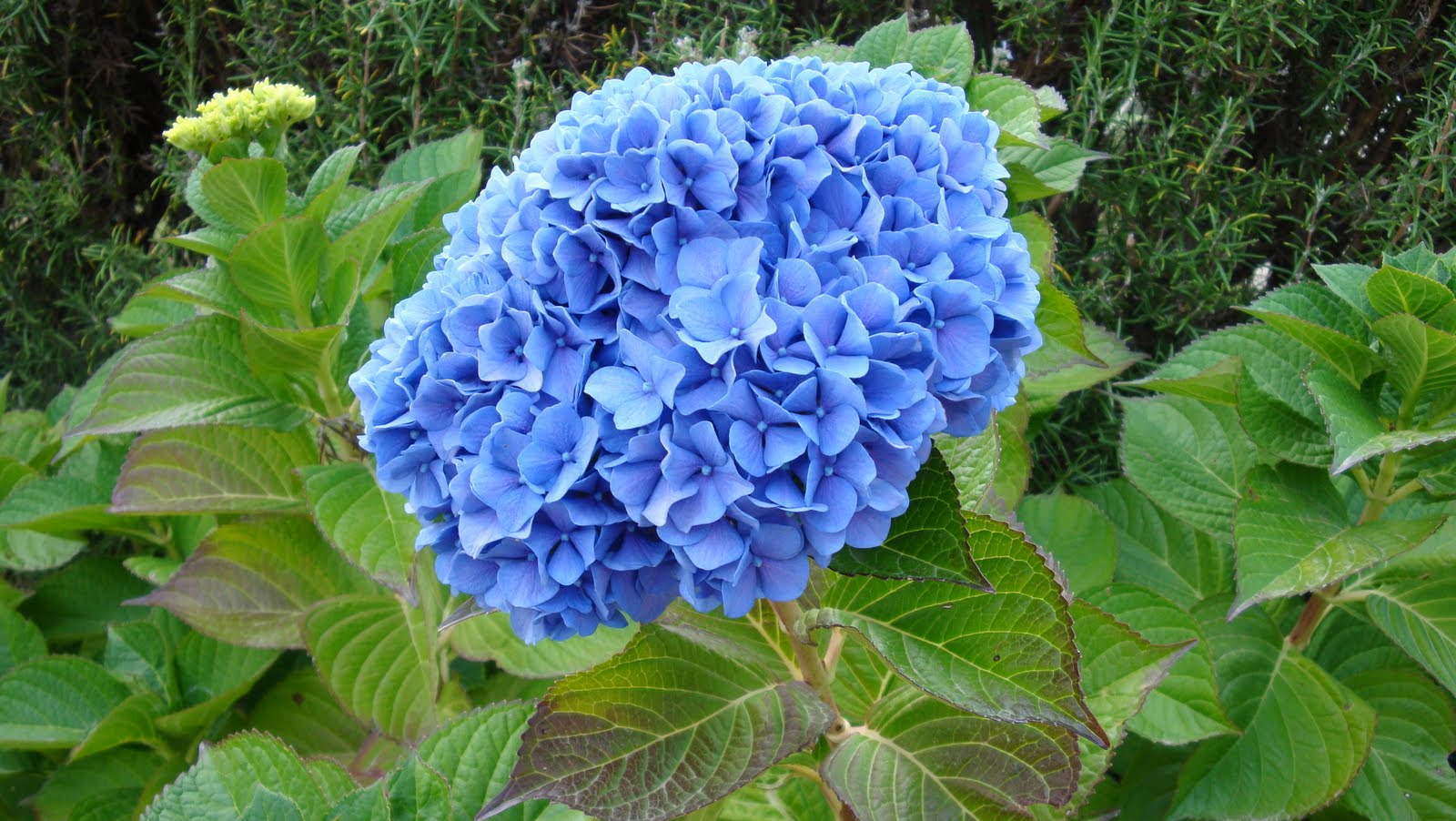 [DSC00727.JPG]