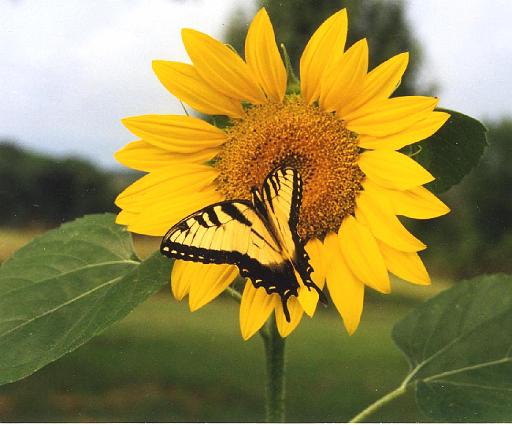 [Sunflower-With-Butterfly.jpg]