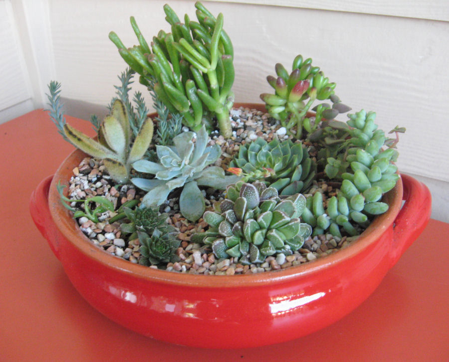 Succulent Dish Gardens