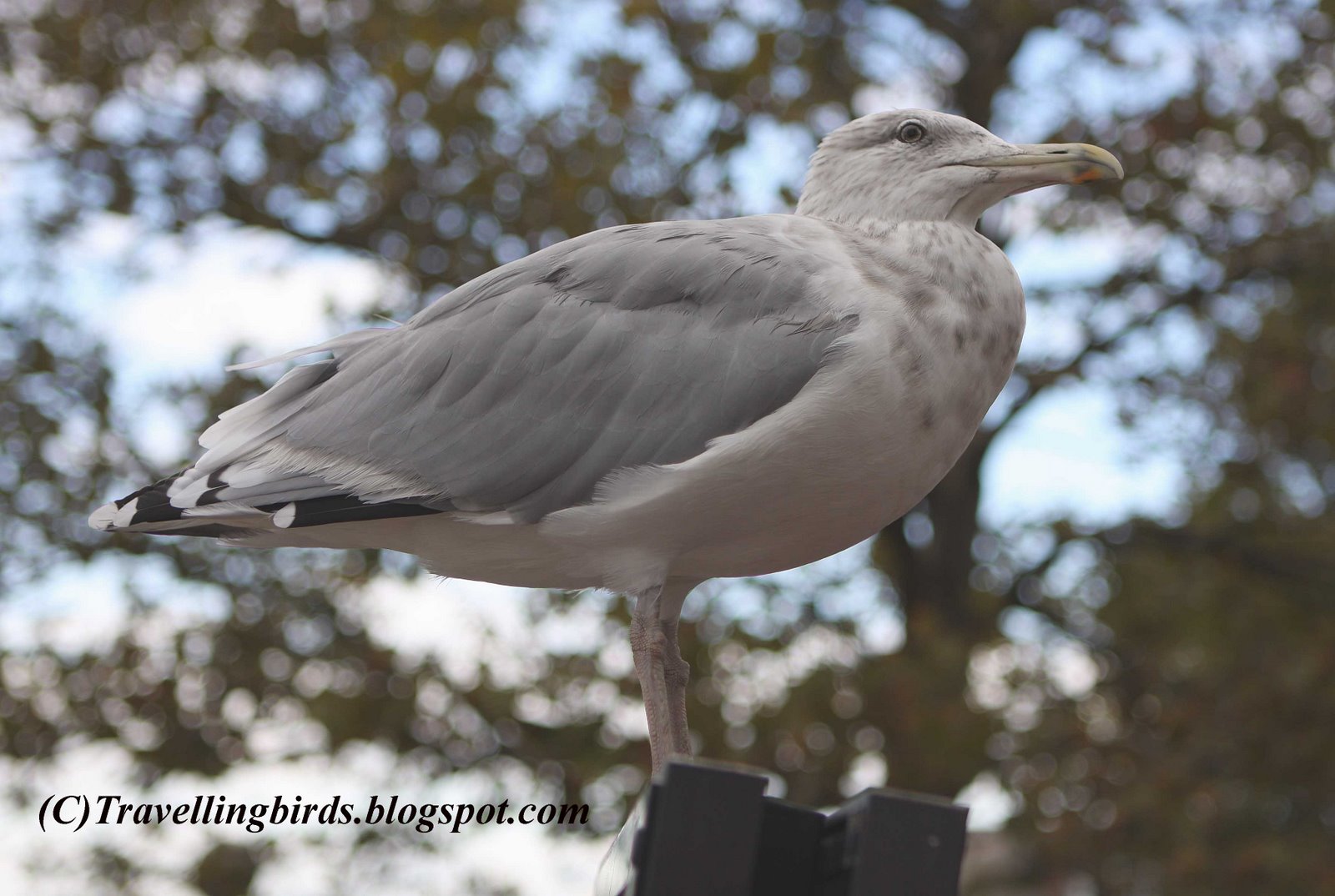 [Larus+smithsonianus6.JPG]