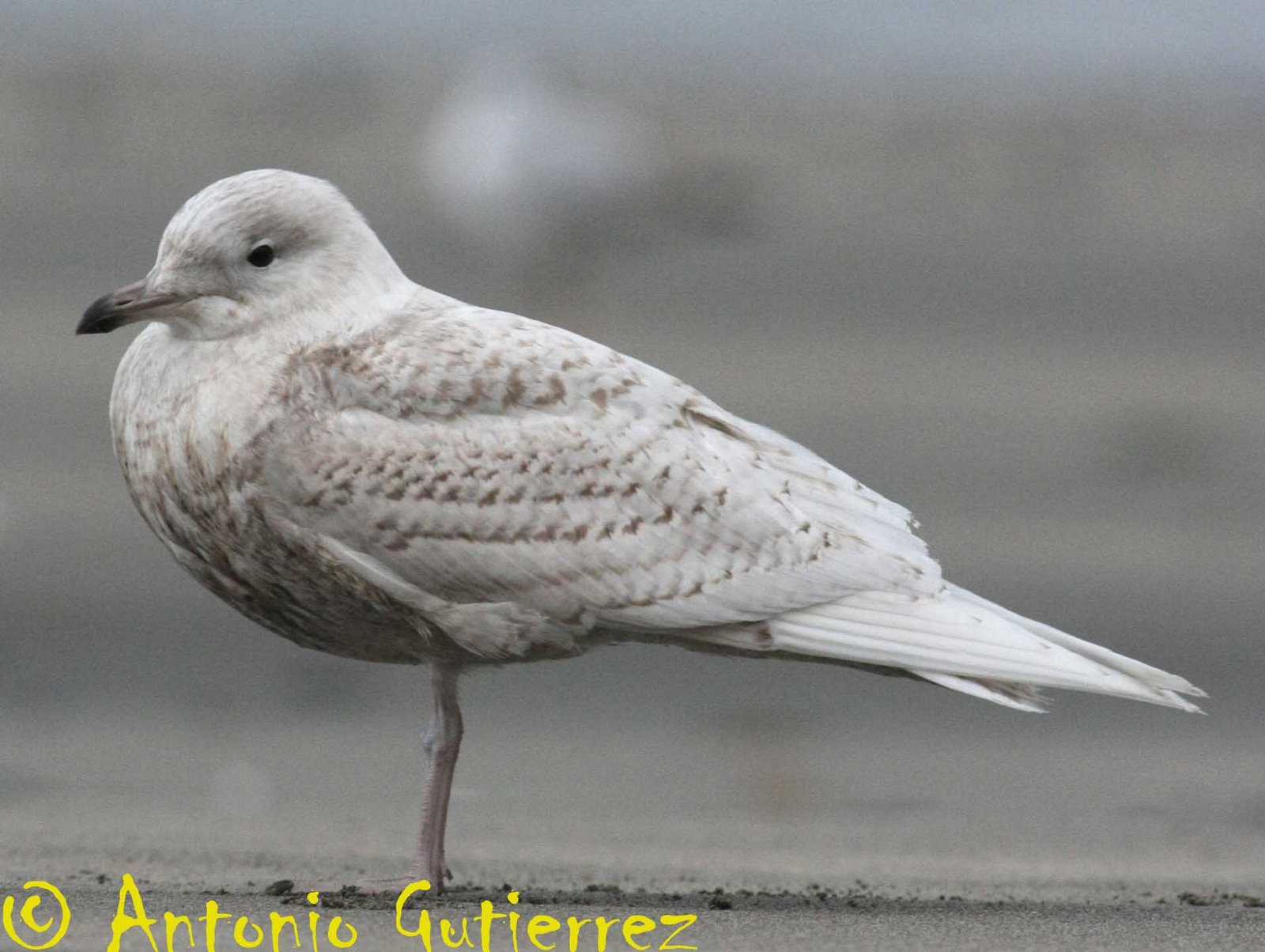 [IMG_7557+copia.jpg]