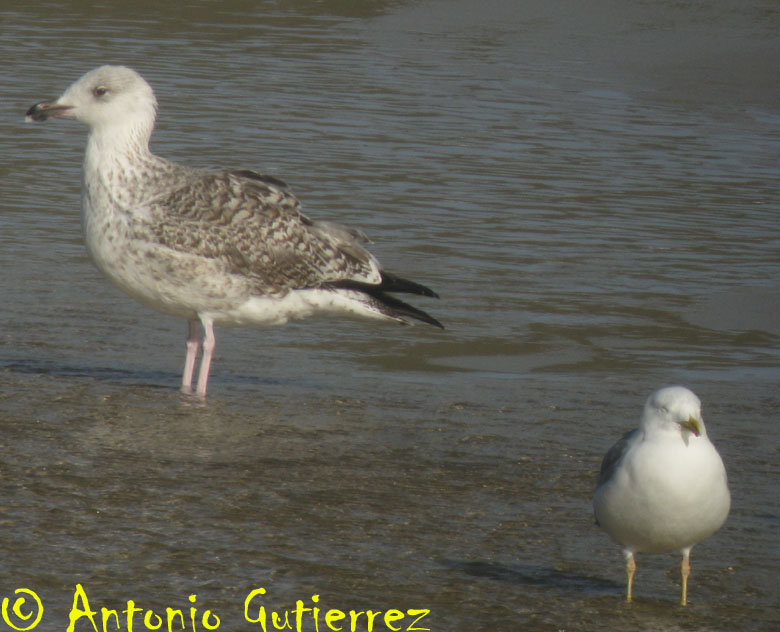 [IMG_1571+copia.jpg]