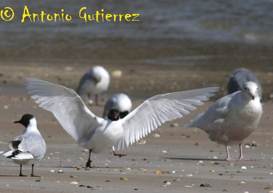 [IMG_2305+copia.jpg]