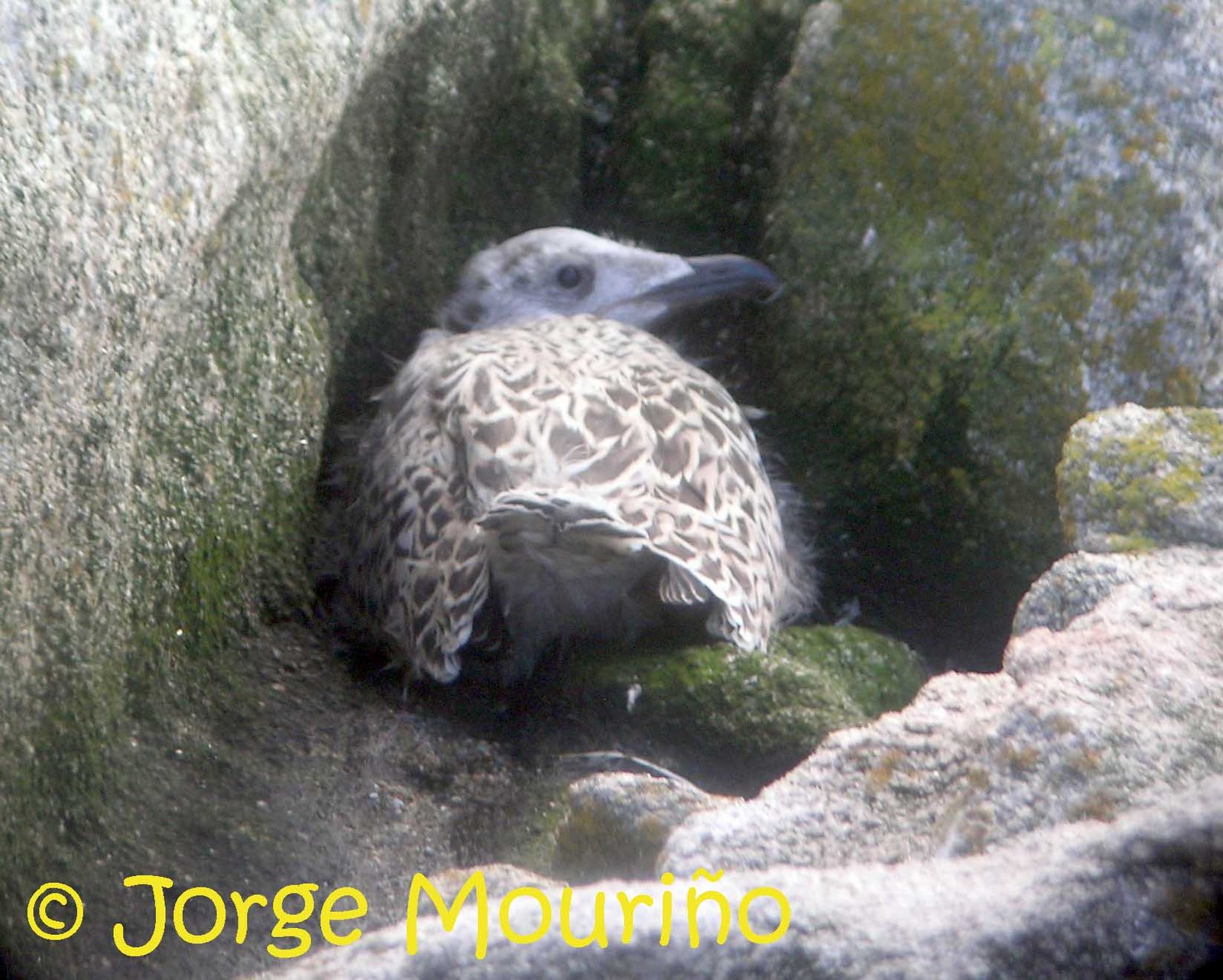 [Larus+marinus+pull+empl.jpg]