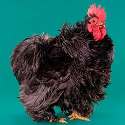 My Pet Chicken