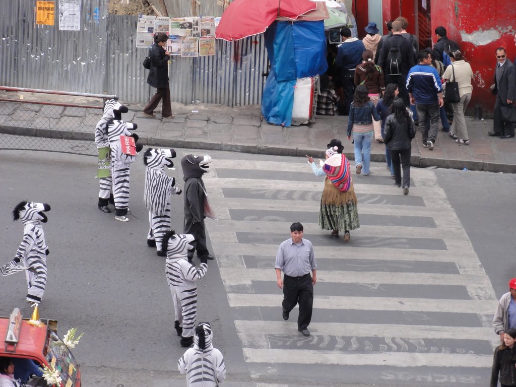 From Guaguas to Colectivos Zebra sightings in....La Paz, Bolivia?