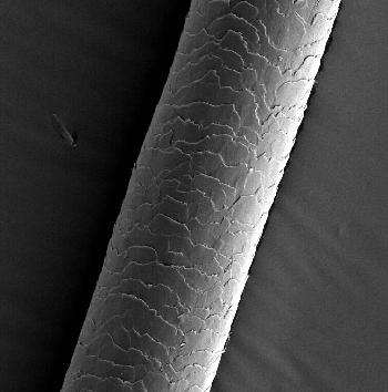 Magnified Hair Strand