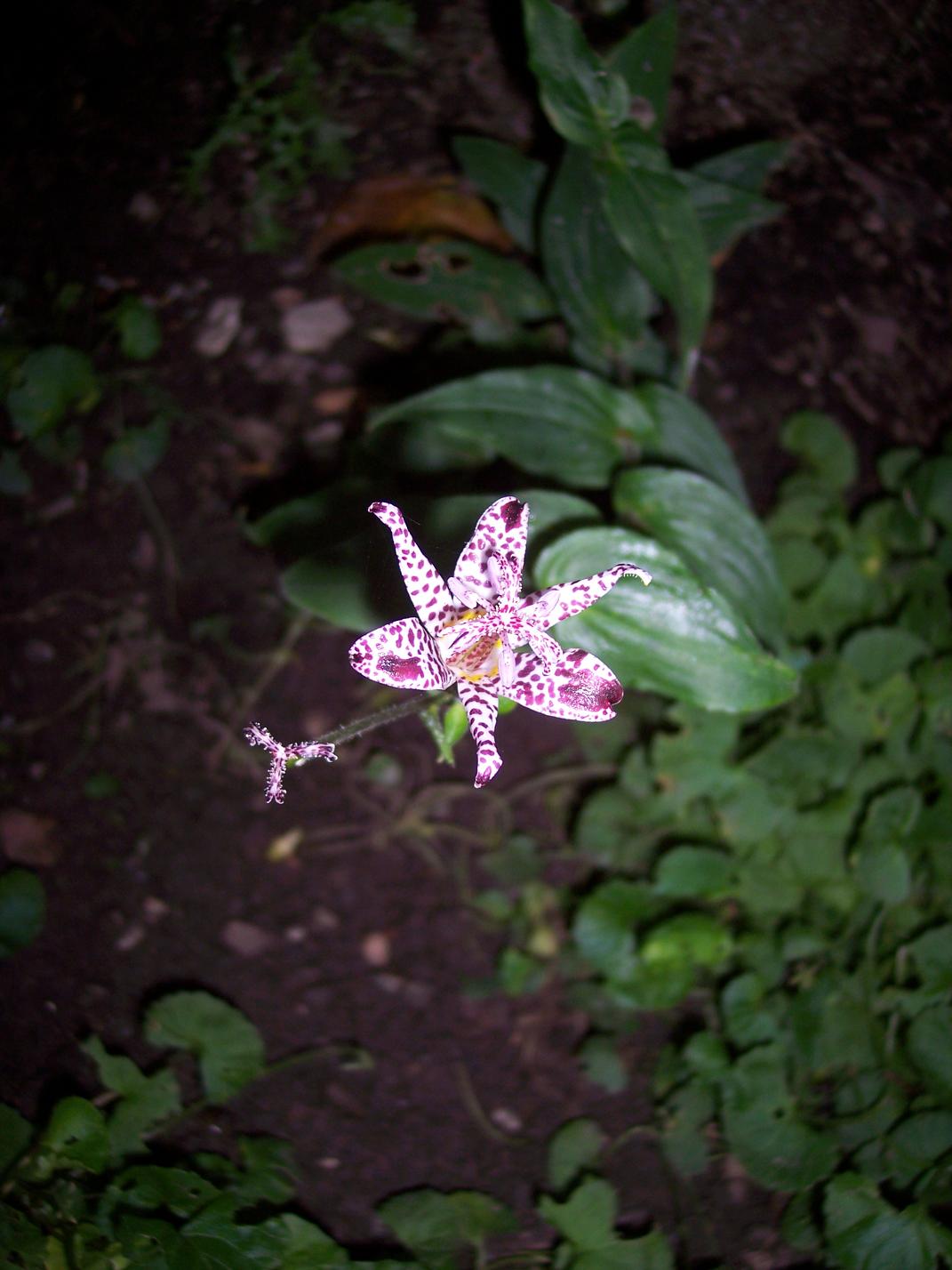 [08+Fall+-+Toad+Lilly.JPG]