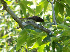 Black Phoebe