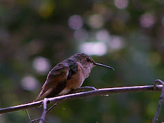 Allen's Hummingbird at El Dorado Nature Center in Long Beach