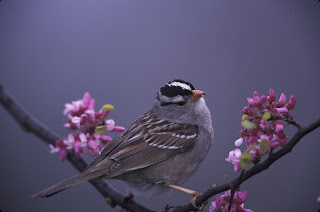 White-crowned Sparrow among the Flowers Courtesy of US Fish and Wildlife Service