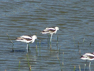 American Avocets in Winter Plumage