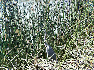 Great Blue Heron Hiding in the Reeds