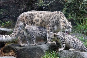 Bear in a Hat: A blog from Stetson's Program in Russian, East European