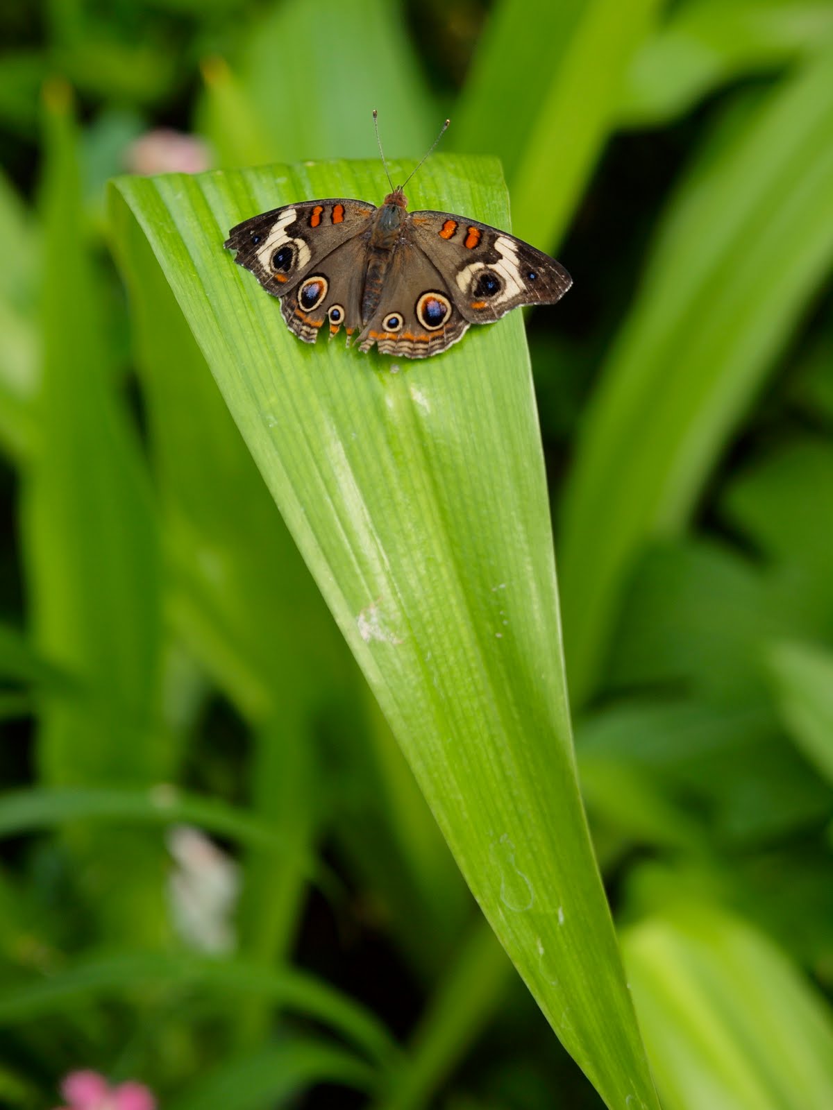 Clark Street Blog Japanese Butterflies at the Krohn