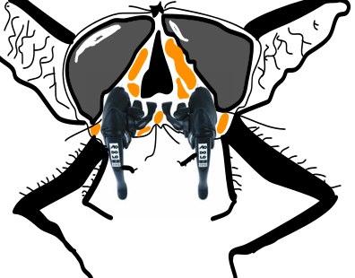 [morphos+fly.jpg]
