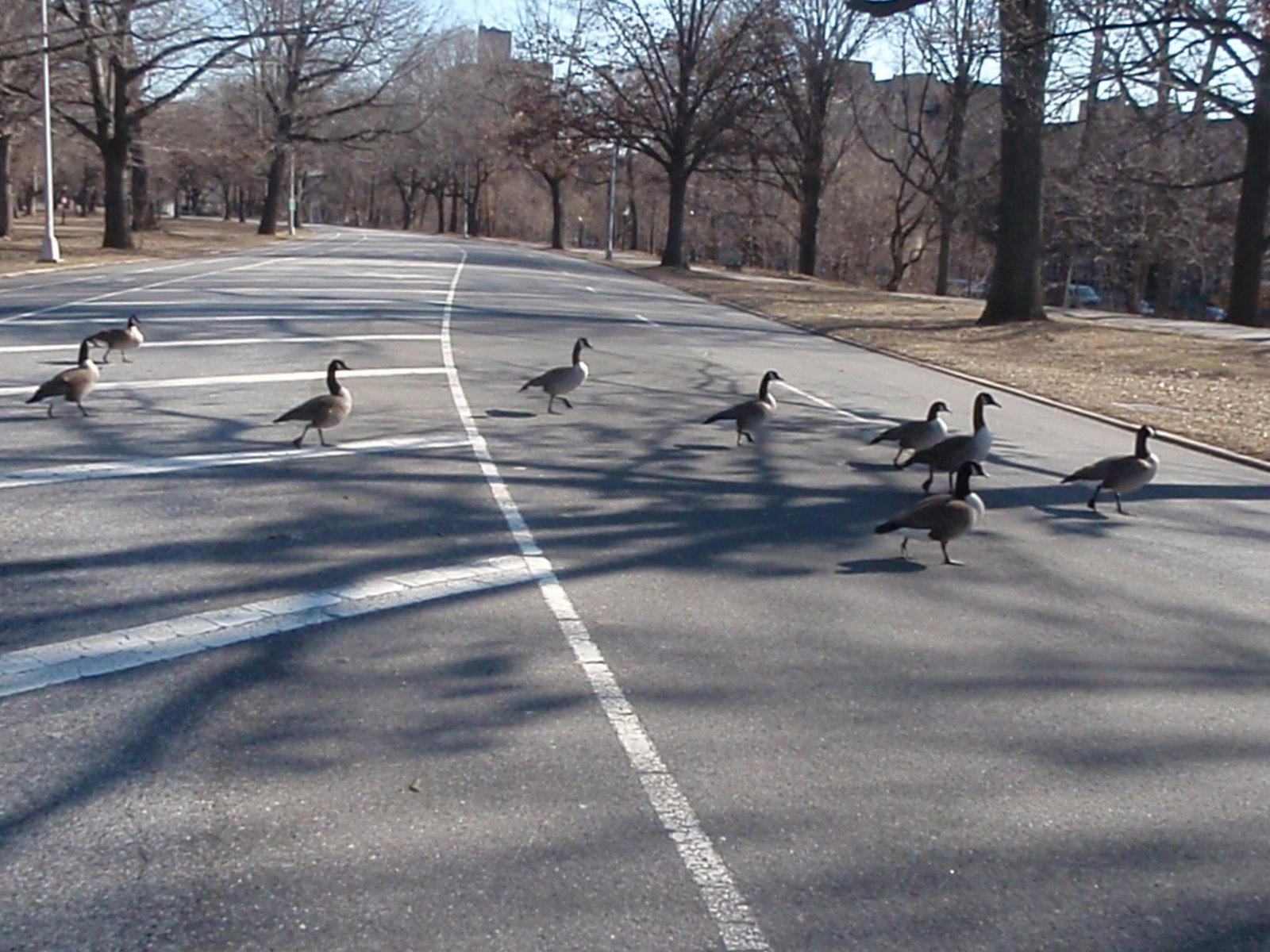 [geese+in+a+row.JPG]