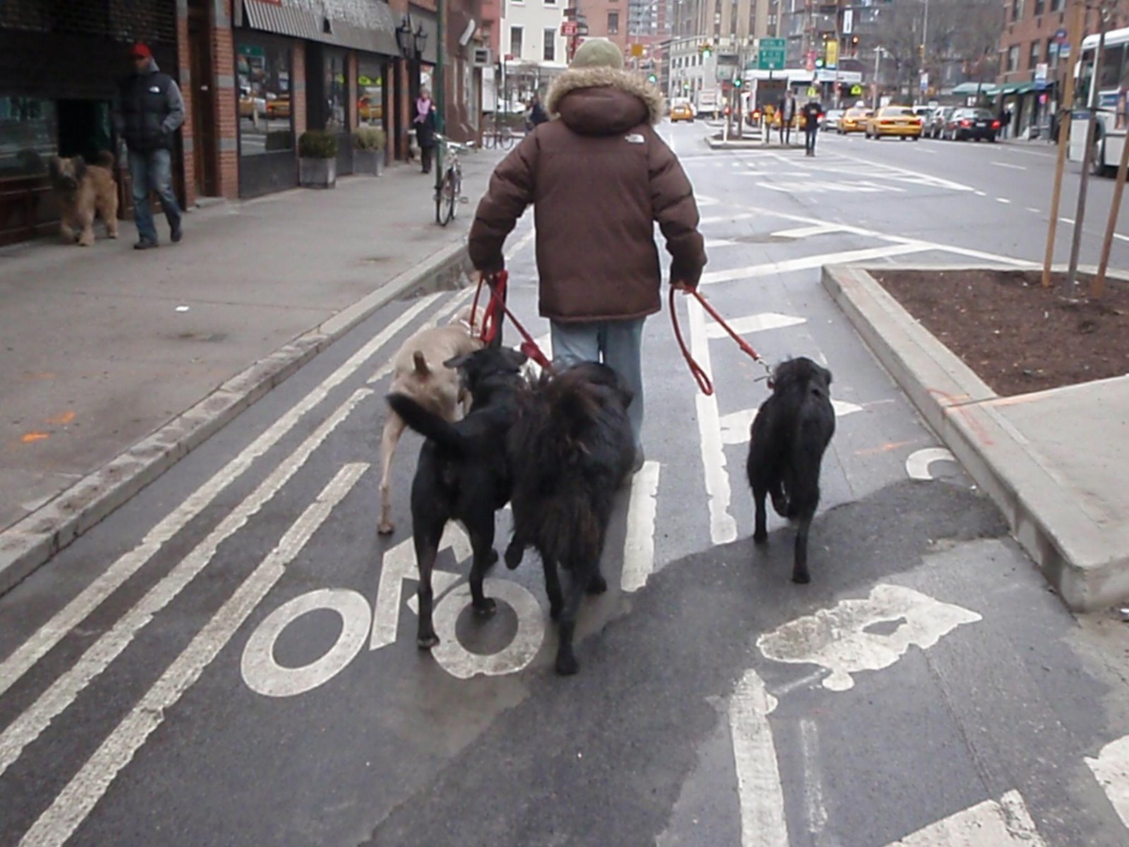 [dogs+in+bike+lane.JPG]