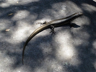 Splitters Falls - Grampians (Gariwerd) National Park - Victoria Splitters Falls - Grampians (Gariwerd) National Park - Victoria