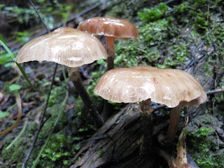 Triplet Falls - Great Otway National Park - Lavers Hill - Victoria Funghi at Brimbank Park