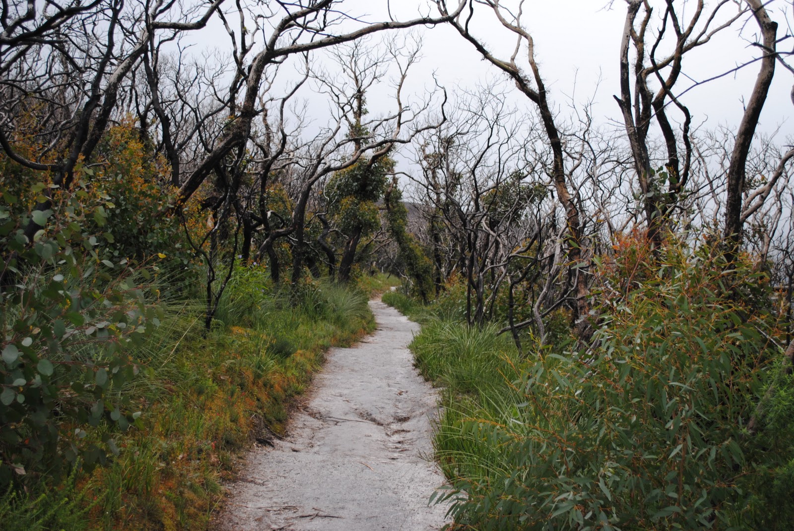 Lilly Pilly Gully Circuit A hike in Wilsons Promontory National Park