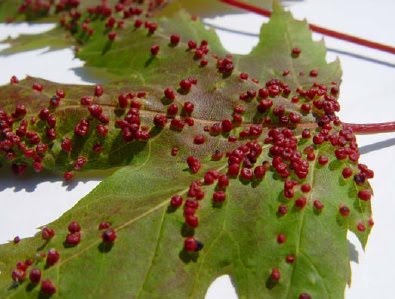 Manors At Central Park Maple Tree Infestation
