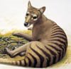 [thylacine.jpg]