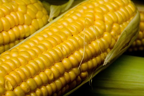 [corn+on+cob.jpg]