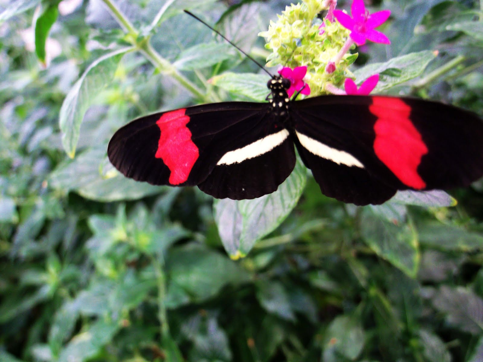 [Butterfly+House+Day+058.jpg]