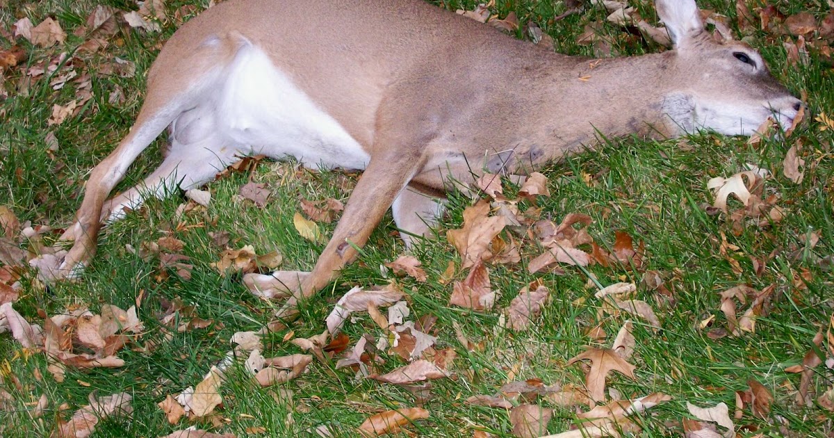 Keeping It Real... Dead Deer in Our Yard