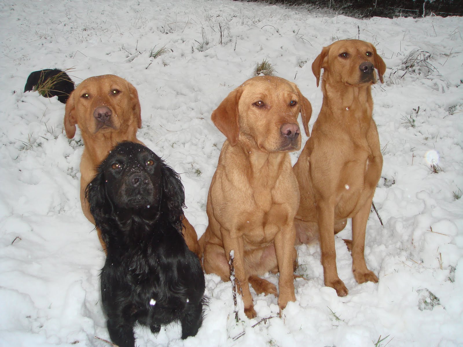 Cuckavalda Gundogs North Yorkshire First sight of snow