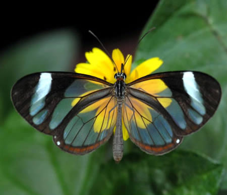 http://4.bp.blogspot.com/_wdMlzEeDwHM/TQV1Q-EEh8I/AAAAAAAAAe8/BcNlNejrWWo/s1600/a357butterfly0303310.jpg