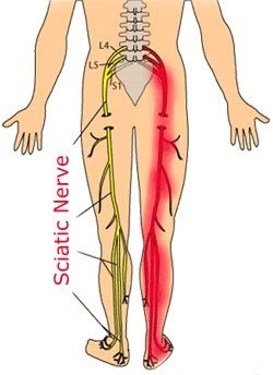 The lower nerve roots form together to create the sciatic nerve which travels down near your sacrum (or tailbone region) and exits out the buttock on each side and sends nerve innervation to the legs