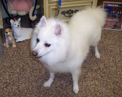 American Eskimo Haircut