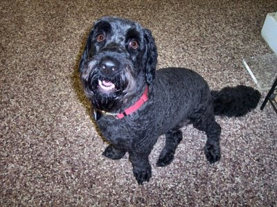 basset labrador mix