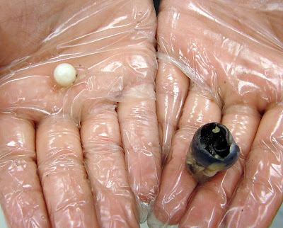 Spiny+dogfish+shark+dissection