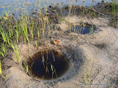 Tilapia Mouthbrooder