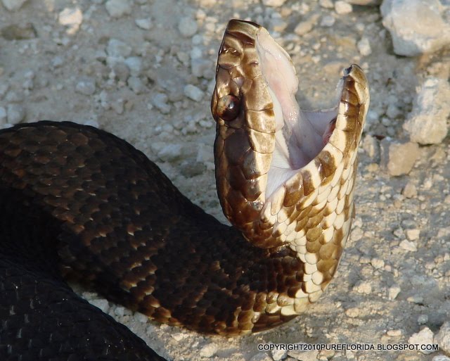 PURE FLORIDA Water Moccasin's Lament VIDEO UPDATE