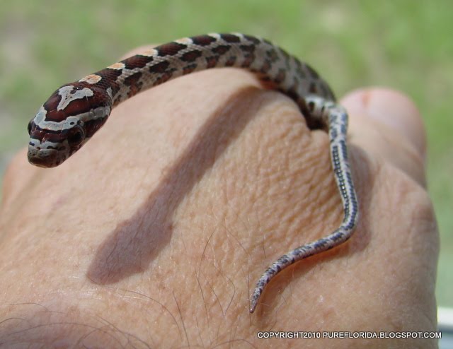 Snake Tale