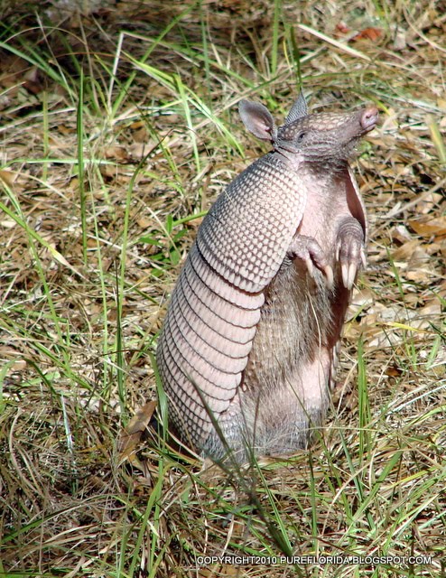 Armadillo Tracks
